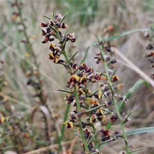 Daviesia genistifolia at Yarra, NSW - 2 Oct 2024