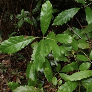 Davidsonia johnsonii (Smooth Davidson’s Plum) at Upper Duroby, NSW by MichaelBedingfield