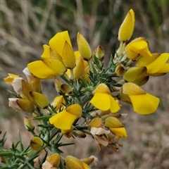 Ulex europaeus (Gorse) at Yarra, NSW - 1 Oct 2024 by trevorpreston