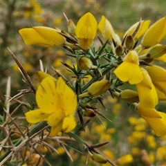 Ulex europaeus at Yarra, NSW - 2 Oct 2024 07:18 AM