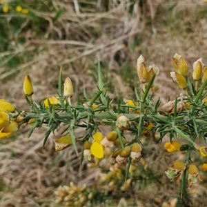 Ulex europaeus at Yarra, NSW - 2 Oct 2024