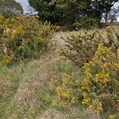 Ulex europaeus at Yarra, NSW - 2 Oct 2024