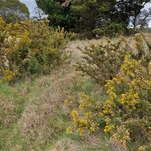 Ulex europaeus at Yarra, NSW - 2 Oct 2024 07:18 AM