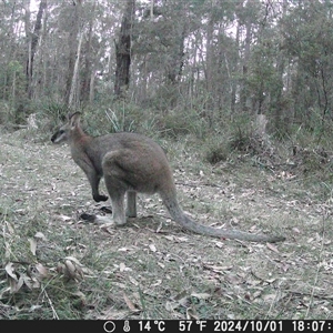 Notamacropus rufogriseus at Oakdale, NSW - suppressed