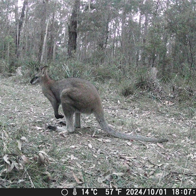 Notamacropus rufogriseus (Red-necked Wallaby) at Oakdale, NSW - 1 Oct 2024 by bufferzone