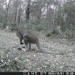 Notamacropus rufogriseus at Oakdale, NSW - suppressed