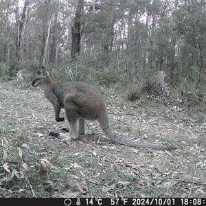 Notamacropus rufogriseus at Oakdale, NSW - suppressed