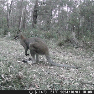 Notamacropus rufogriseus at Oakdale, NSW - 1 Oct 2024