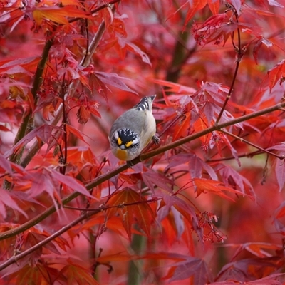 Pardalotus striatus (Striated Pardalote) at Richardson, ACT - 30 Sep 2024 by MB