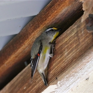 Pardalotus striatus at Richardson, ACT - 1 Oct 2024 09:18 AM