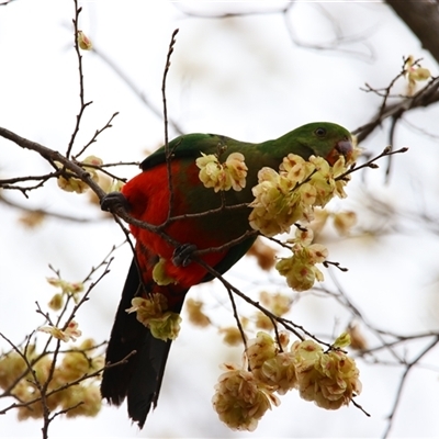 Alisterus scapularis (Australian King-Parrot) at Richardson, ACT - 30 Sep 2024 by MB