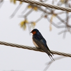 Hirundo neoxena (Welcome Swallow) at Richardson, ACT - 30 Sep 2024 by MB