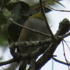 Zosterops lateralis (Silvereye) at Kangaroo Valley, NSW - 2 Oct 2024 by lbradley