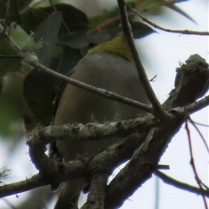 Zosterops lateralis at Kangaroo Valley, NSW - 2 Oct 2024