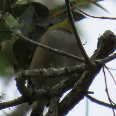 Zosterops lateralis (Silvereye) at Kangaroo Valley, NSW - 2 Oct 2024 by lbradley