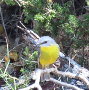 Eopsaltria australis at Tomerong, NSW - 1 Oct 2024