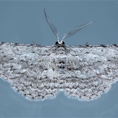 Phelotis cognata at Ainslie, ACT - 25 Sep 2024 08:20 PM