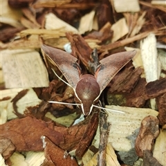 Hippotion scrofa (Coprosma Hawk Moth) at Rivett, ACT - 2 Oct 2024 by MilKeigh