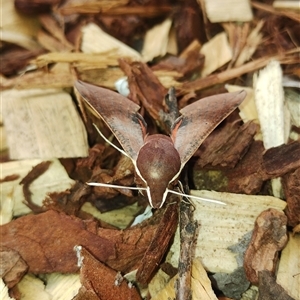 Hippotion scrofa at Rivett, ACT - suppressed