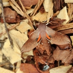 Hippotion scrofa at Rivett, ACT - suppressed