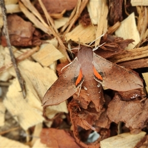 Hippotion scrofa at Rivett, ACT - suppressed