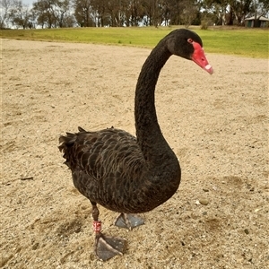 Cygnus atratus at Yarralumla, ACT - 15 Jun 2024