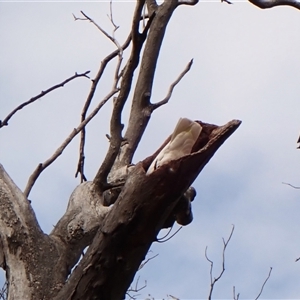 Cacatua galerita at Cook, ACT - 26 Sep 2024