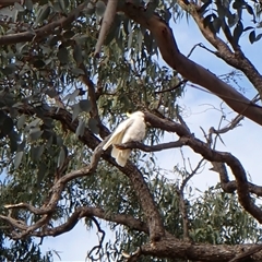 Cacatua galerita at Cook, ACT - 26 Sep 2024