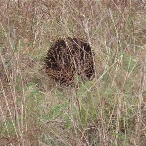 Tachyglossus aculeatus at Kambah, ACT - 2 Oct 2024