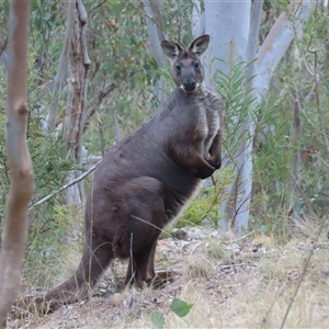 Osphranter robustus robustus at Kambah, ACT - 2 Oct 2024