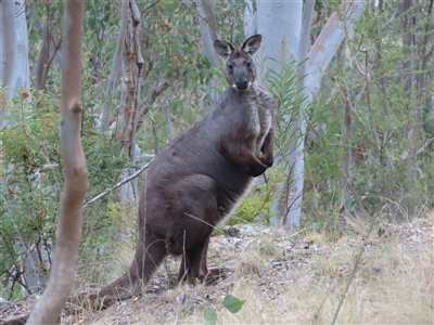 Osphranter robustus robustus (Eastern Wallaroo) at Kambah, ACT - 1 Oct 2024 by SandraH