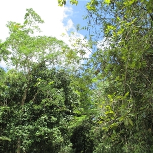 Zanthoxylum nitidum at Syndicate, QLD - 27 Oct 2014