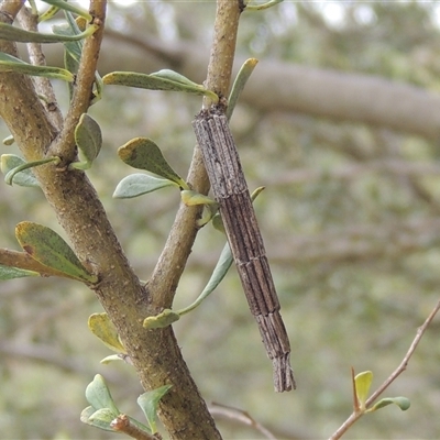 Lepidoscia arctiella (Tower Case Moth) at Conder, ACT - 7 Jan 2024 by MichaelBedingfield