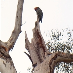 Callocephalon fimbriatum (identifiable birds) (Gang-gang Cockatoo (named birds)) at Cook, ACT - 28 Sep 2024 by CathB