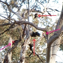 Callocephalon fimbriatum (identifiable birds) at Cook, ACT - suppressed