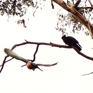 Callocephalon fimbriatum (identifiable birds) at Cook, ACT - suppressed