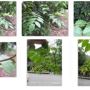 Zanthoxylum nitidum at Syndicate, QLD - 3 Mar 2015