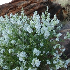 Prostanthera striatiflora (Jockey's Cap, Striped Mint Bush) at Lake Mackay, NT - 27 Aug 2024 by Paul4K