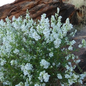 Prostanthera striatiflora at Lake Mackay, NT - 27 Aug 2024 08:17 AM