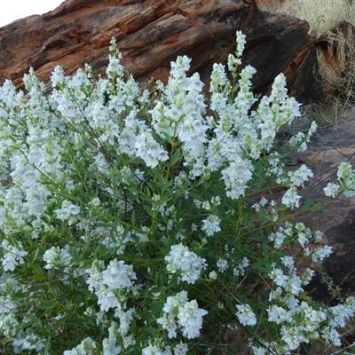 Prostanthera striatiflora (Jockey's Cap, Striped Mint Bush) at Lake Mackay, NT - 27 Aug 2024 by Paul4K