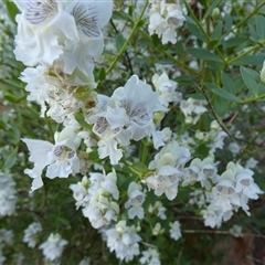 Prostanthera striatiflora at Lake Mackay, NT - 27 Aug 2024 08:17 AM