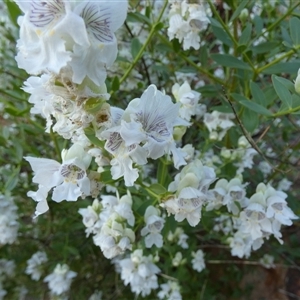 Prostanthera striatiflora at Lake Mackay, NT - 27 Aug 2024