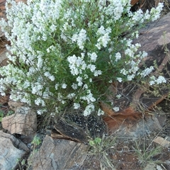 Prostanthera striatiflora at Lake Mackay, NT - 27 Aug 2024