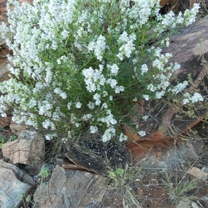 Prostanthera striatiflora at Lake Mackay, NT - 27 Aug 2024