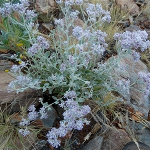 Ptilotus obovatus at Lake Mackay, NT - 27 Aug 2024