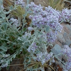 Ptilotus obovatus at Lake Mackay, NT - 27 Aug 2024 08:18 AM