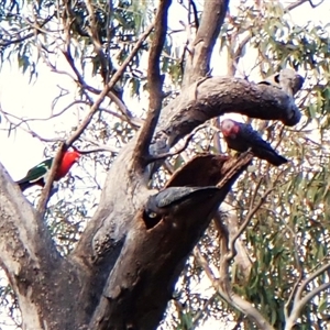 Callocephalon fimbriatum (identifiable birds) at Cook, ACT - suppressed