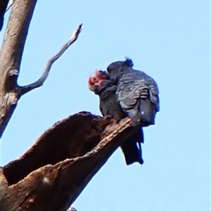 Callocephalon fimbriatum (identifiable birds) at Cook, ACT - 28 Sep 2024