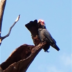 Callocephalon fimbriatum (identifiable birds) at Cook, ACT - suppressed