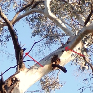 Callocephalon fimbriatum at Cook, ACT - suppressed